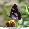 limenitis reducta male1